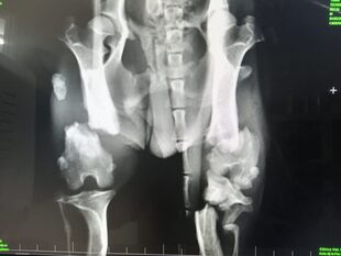 Röntgenbild Elvis vor der OP