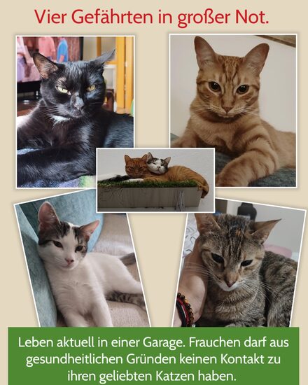 Garagen-Katzen