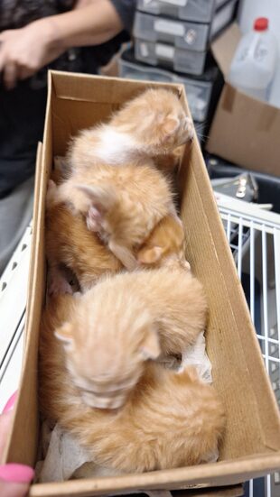 Kitten