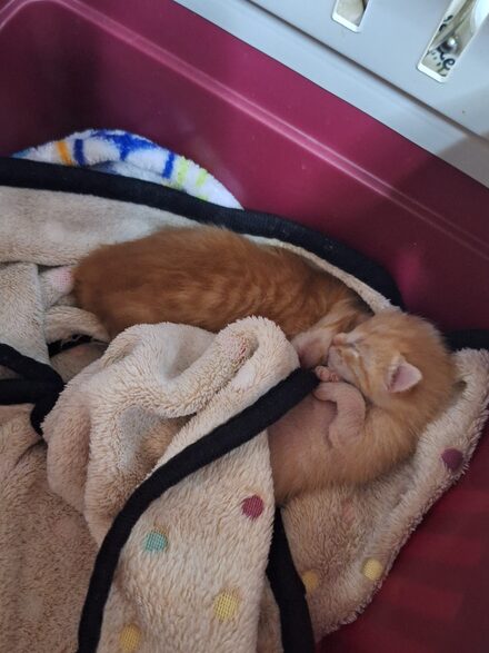 Kitten