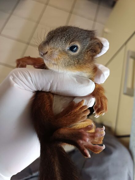 Hörnchen