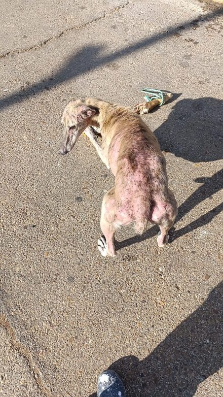 Galga