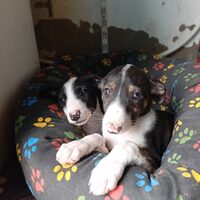 Esperanza & Nika