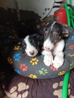 Esperanza & Nika