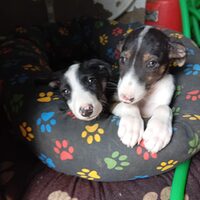Esperanza & Nika