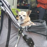 Sommerfest