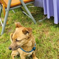 Sommerfest