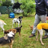 Sommerfest