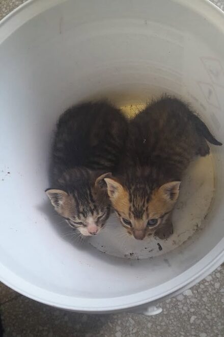 kitten