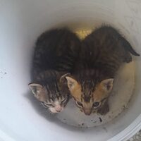 kitten
