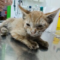 kitten