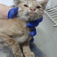 kitten