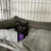 kitten