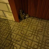 kitten