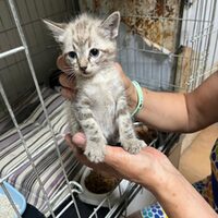 kitten