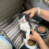 kitten