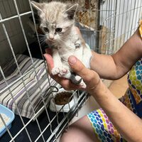 kitten