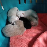kitten