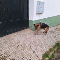 Zambra