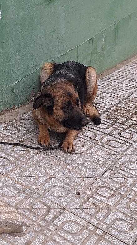 Zambra