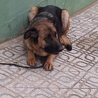 Zambra