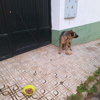 Zambra