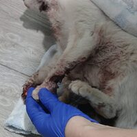 Notfallkatze