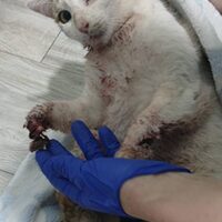 Notfallkatze
