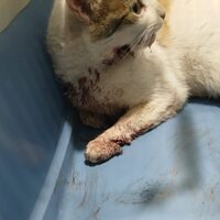 Notfallkatze