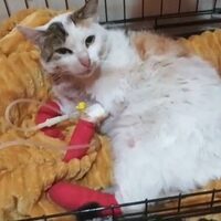 Notfallkatze