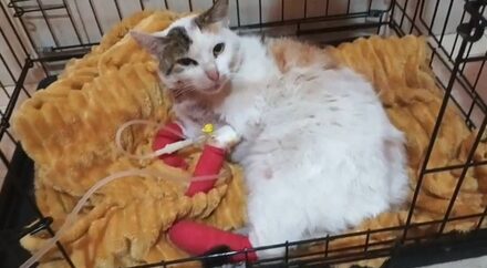 Notfallkatze