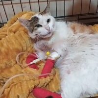 Notfallkatze