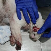 Notfallkatze