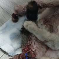 Notfallkatze