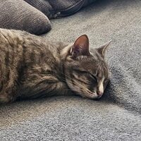 Happy End Katzen