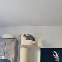 Happy End Katzen