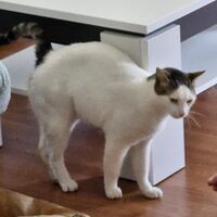 Happy End Katzen