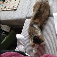 Happy End Katzen