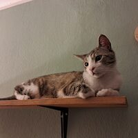 Happy End Katzen
