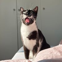 Happy End Katzen