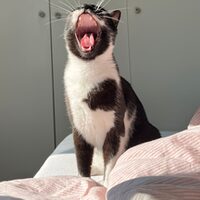 Happy End Katzen
