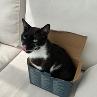 Happy End Katzen