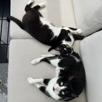 Happy End Katzen