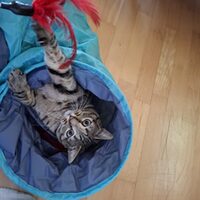 Happy End Katzen