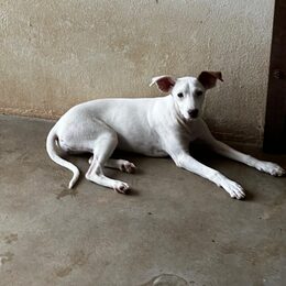 Salome