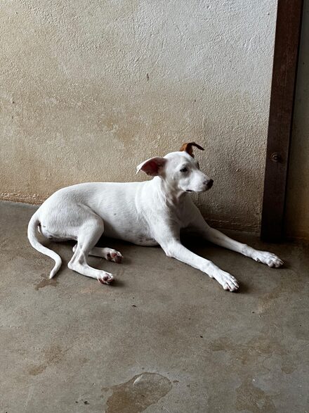 Salome