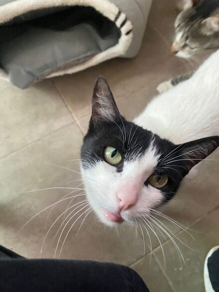 Blanca