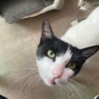 Blanca