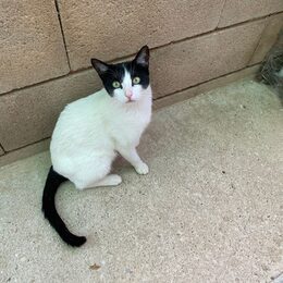 Blanca