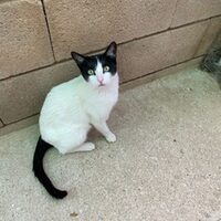 Blanca
